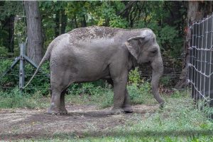 Elefant Happy im New Yorker Zoo